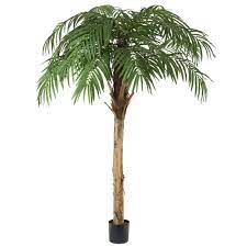 10.5' Fountain Palm Tree | Rental